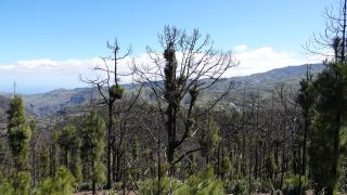 2022-03-GranCan-Mirador_Sargento-Trekking-PM-NN-11.JPG